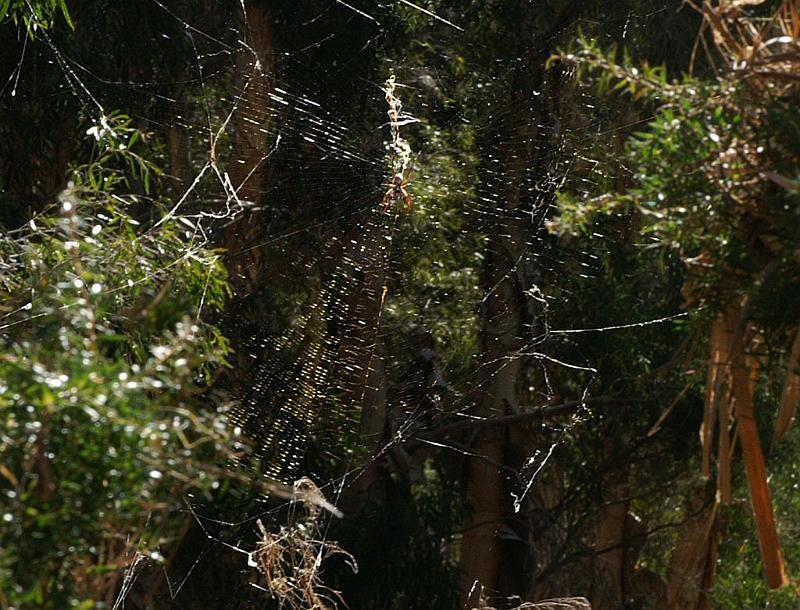 Nephila_ZZXYX_D3472_Z_75_Karinji NP_Australie.jpg